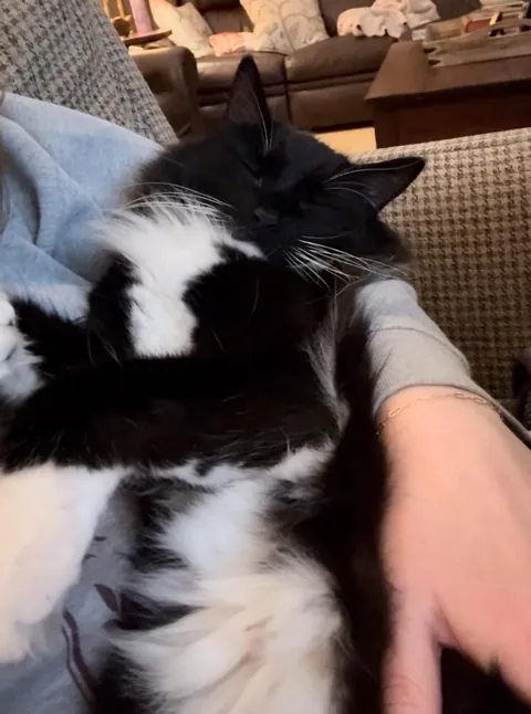 Couldn't find r/CatsBeingLittleBabies so posting here