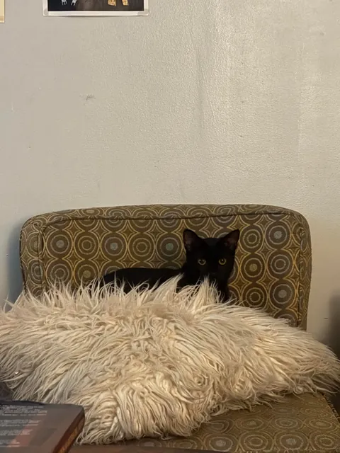 Because it’s that time of year, show me your beautiful familiars! 🖤🐈‍⬛