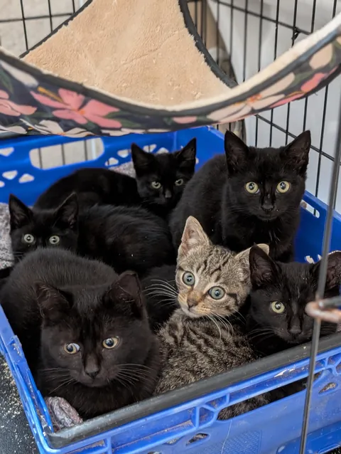 One of these cats is not like the others!