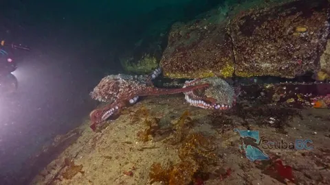 🔥 One of the Wildest Octopus Moments I’ve Ever Caught on Camera [OC]