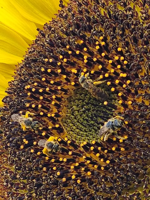 Our landlord said I could do whatever I want with the yard.