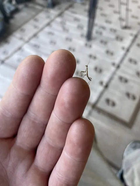 Was scrolling Reddit and was attacked by a viscious predator. Safely released back into the wild.