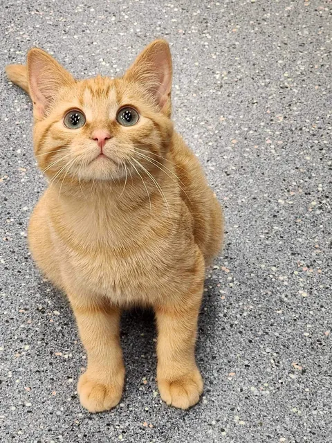 I lost all three cats to a fire last night