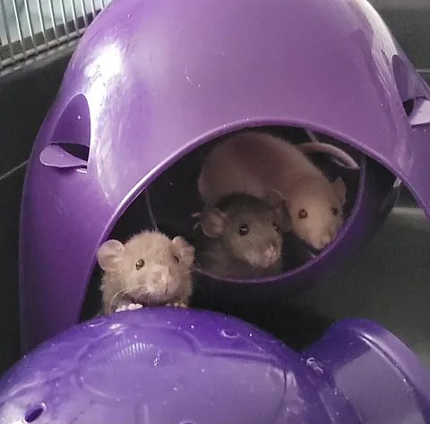 What snack would you offer these 3 girlies?