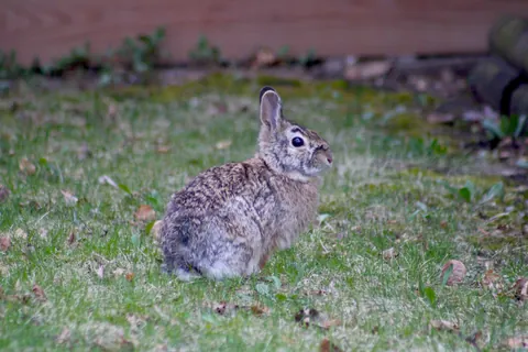 [OC] Bunny with Human-Like Eyebrows