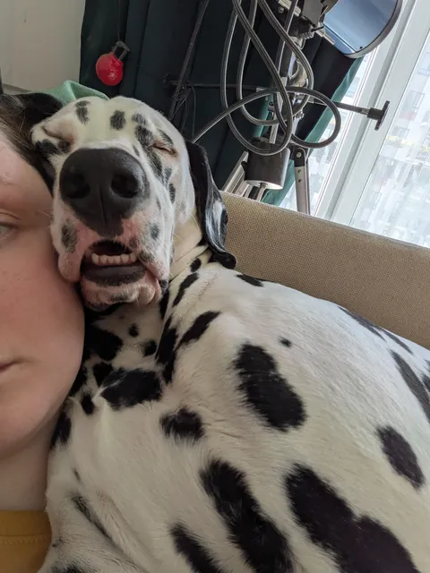 How my velcro dog naps