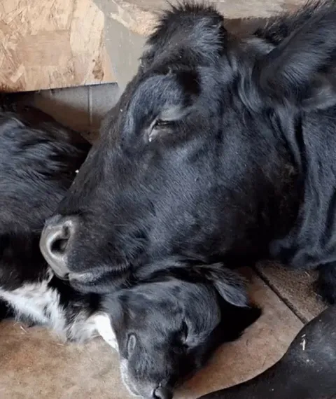 Best Friends Forever