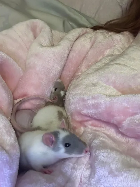 Baby rats too cuddly? Are they sick or something?