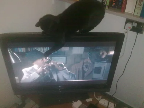 The Many Moods of Lola