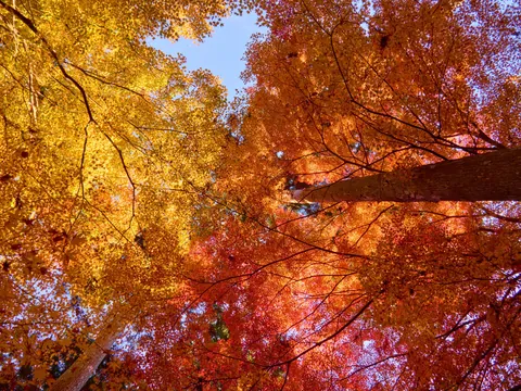 Autumn in Kansai, Japan