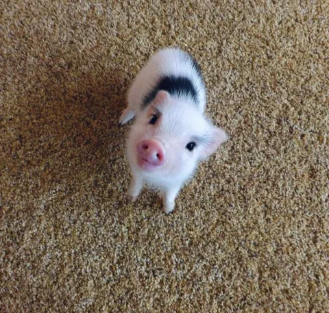 This was the cutest pig i’ve ever seen in my life 😍