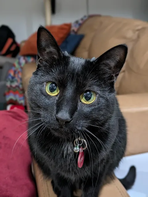 Lost Without My Pixie