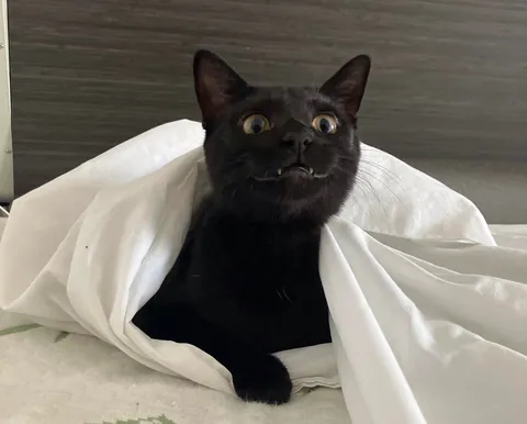 This is Shadow. She is literally my shadow. I cant even use the bathroom in peace. She is smart, curious &amp; the boss. 💞