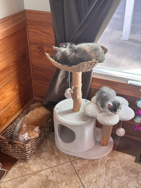 The bonded trio