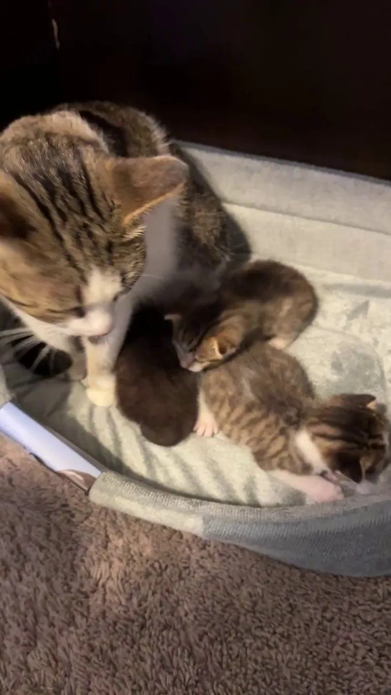 My cat gave birth to 3 kittens