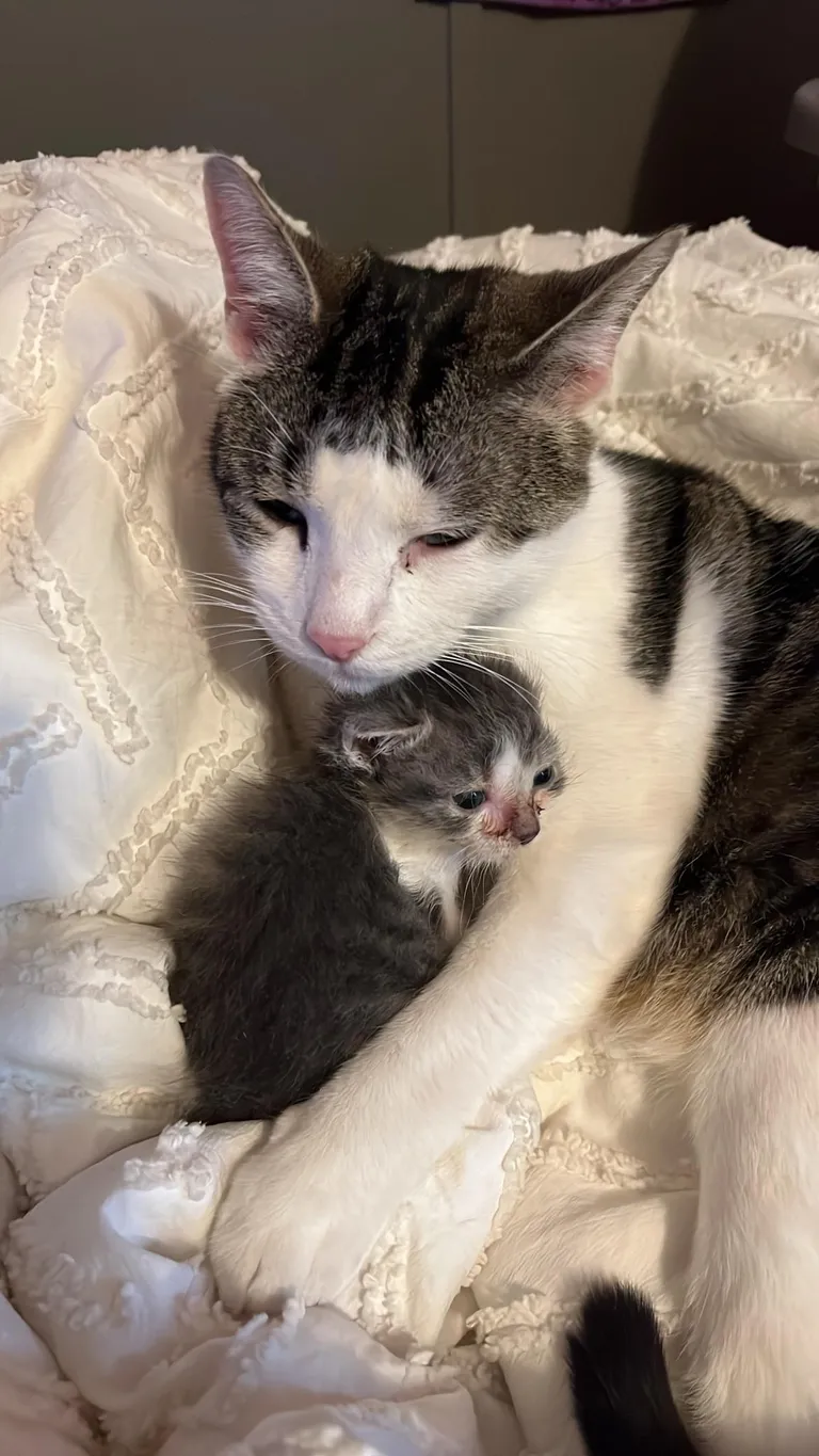 Found a runt outside and my cat is helping take care of him 