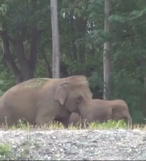 Elephants See Their Favorite Caretaker After a Year and Their Reaction Will Melt You