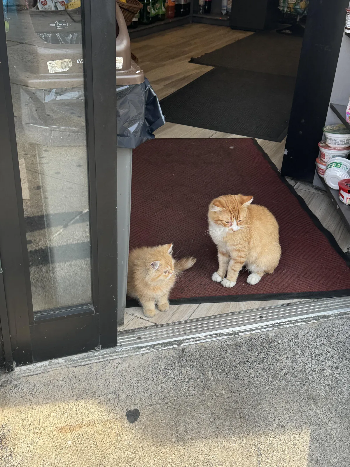 My bodega cat had a kitten , now they are both patrolling for mice 🐁 