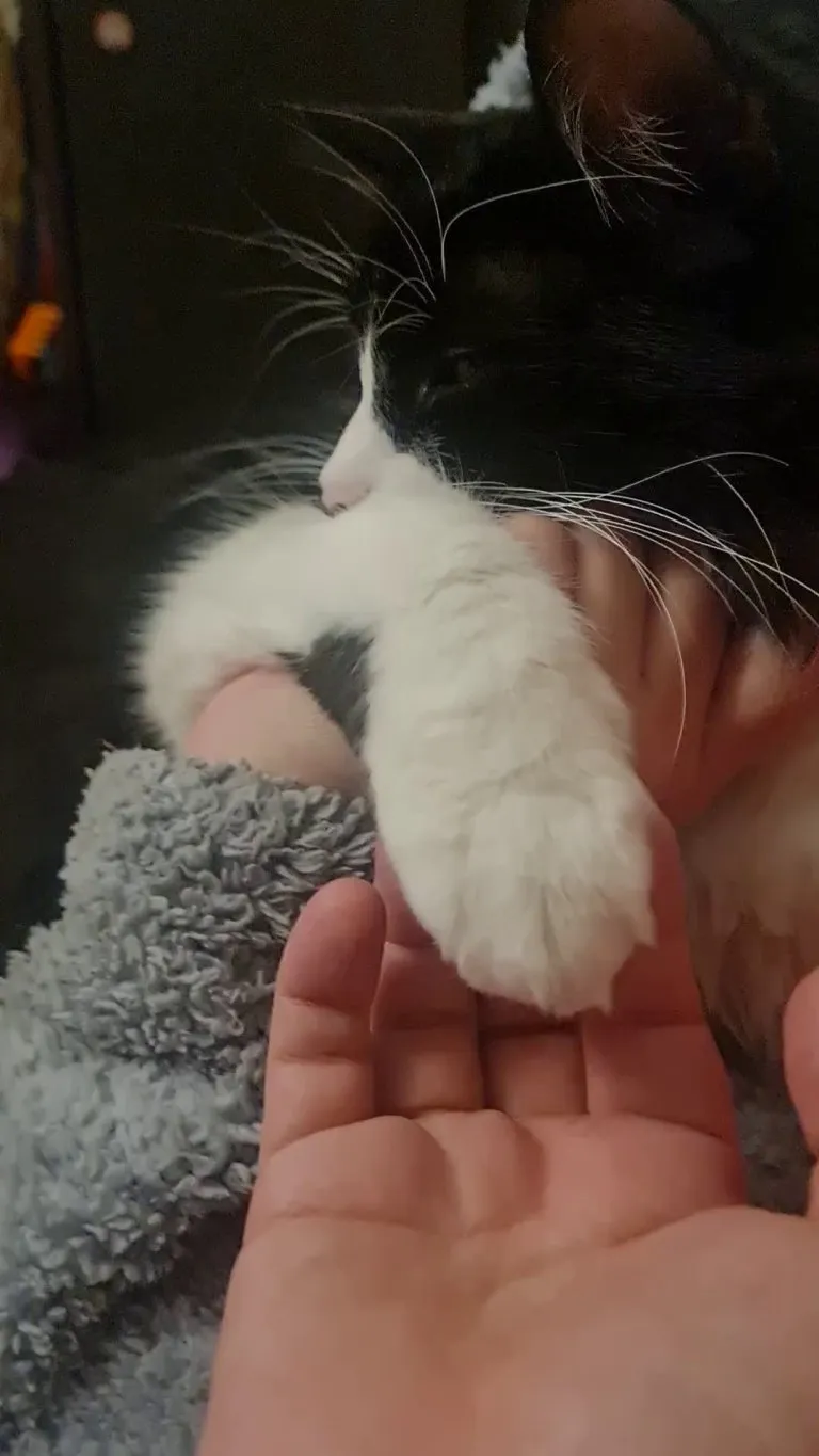 My cat likes my gf more than my and I don't know why 