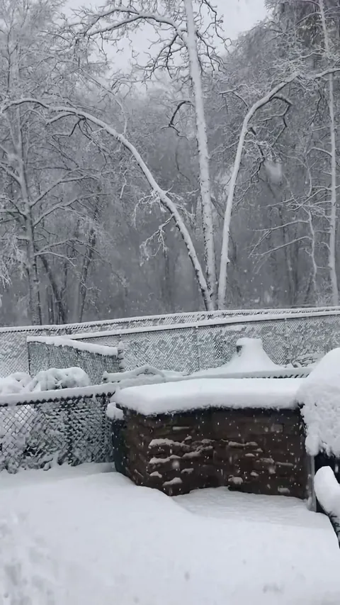 🔥 A tree breaking from the cold