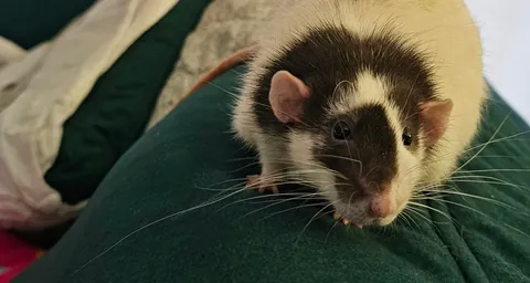 Pepe has 1 extremely long whisker