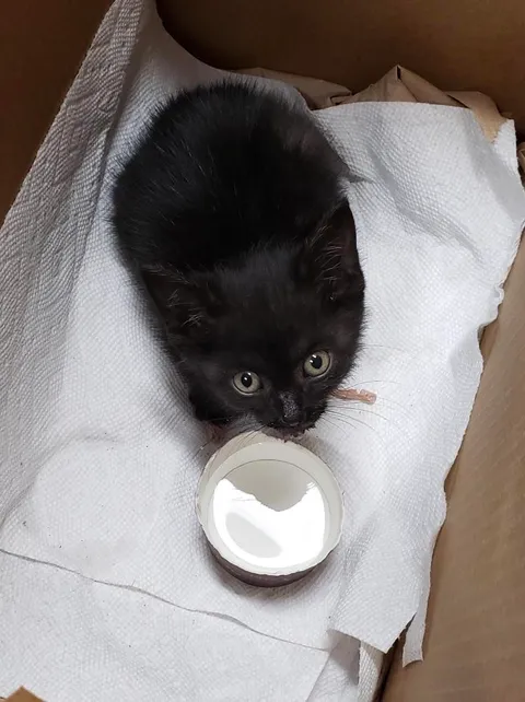 Found her inside an engine at work, name suggestions..
