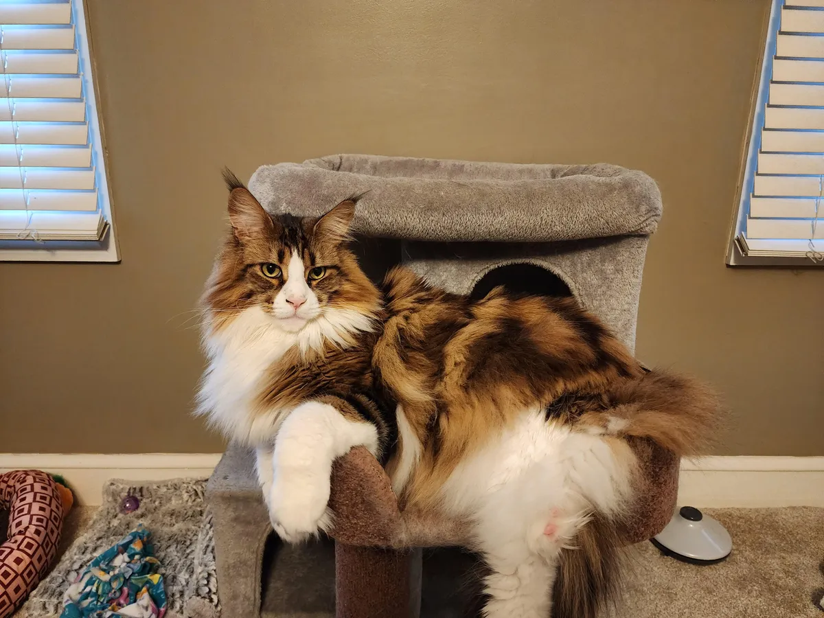 My 25lb Maine Coon still prefers the "normal" cat bed over the big one we bought him
