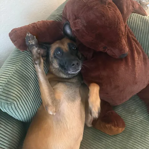 My emotional support dog now has an emotional support bear