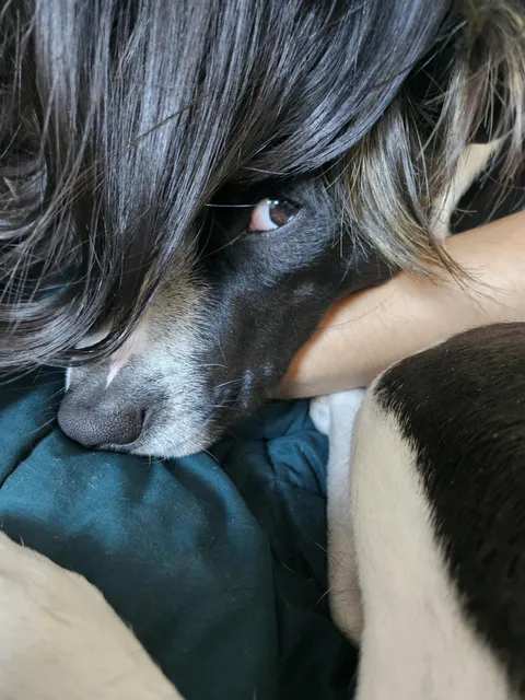 Did my hair and everything, but mom won't let me go see My Chemical Romance with her. It's not just a phase, mom