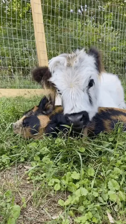 "I can sleep sound because I have moo to protect me"