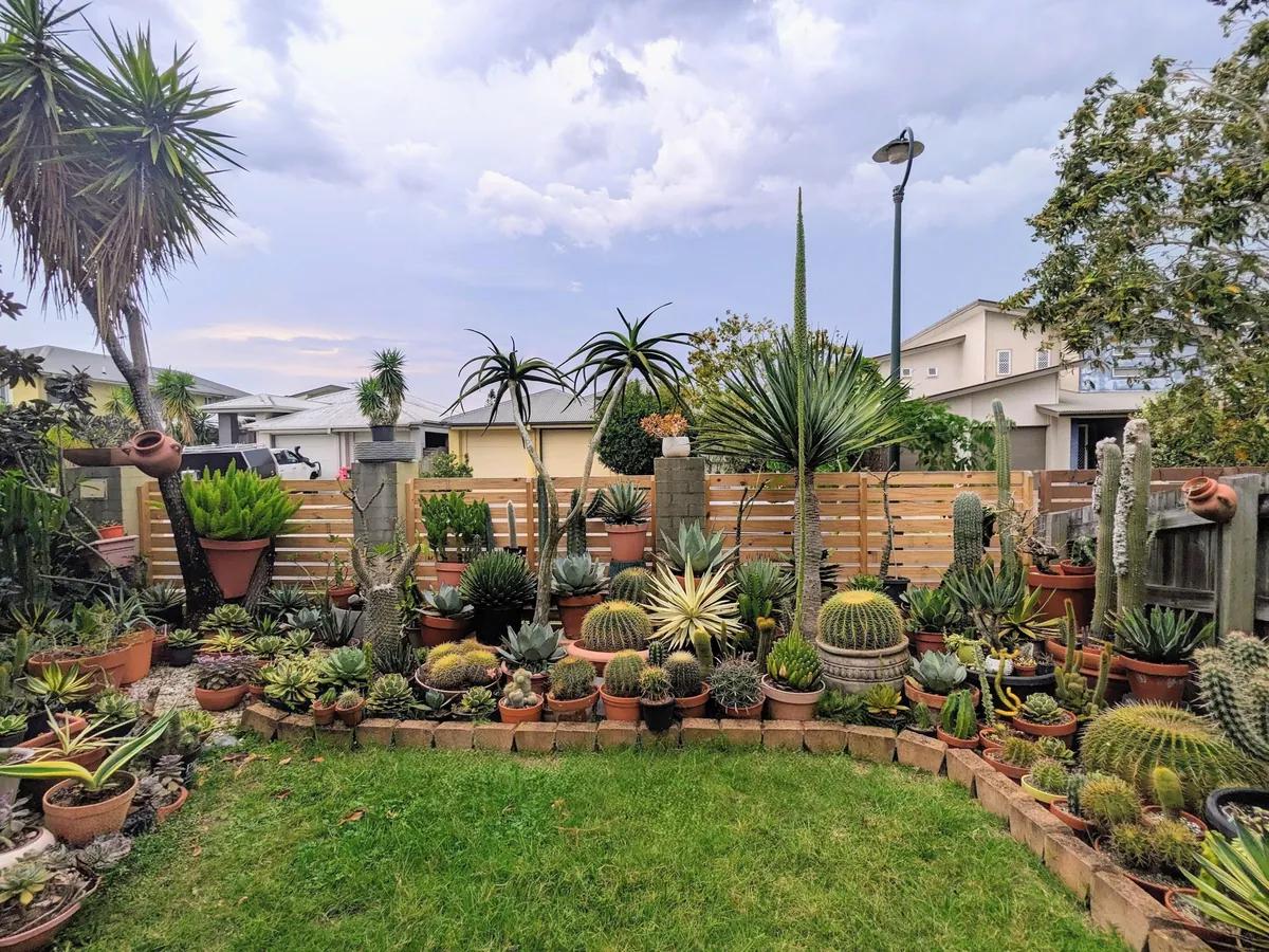 A broader view of my succulent garden