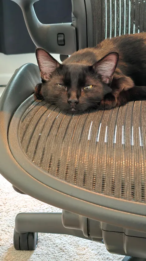 We went to a shelter on Saturday, and there was a little void who just adored my spouse - So we took him home. Meet Ash!