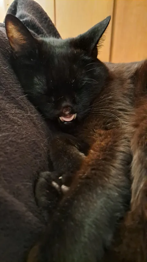 My little void beat cancer