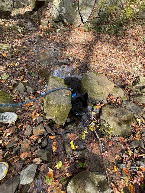 Dog insists on wedging himself between this specific tight rock passage every time we hike here. Thoughts??