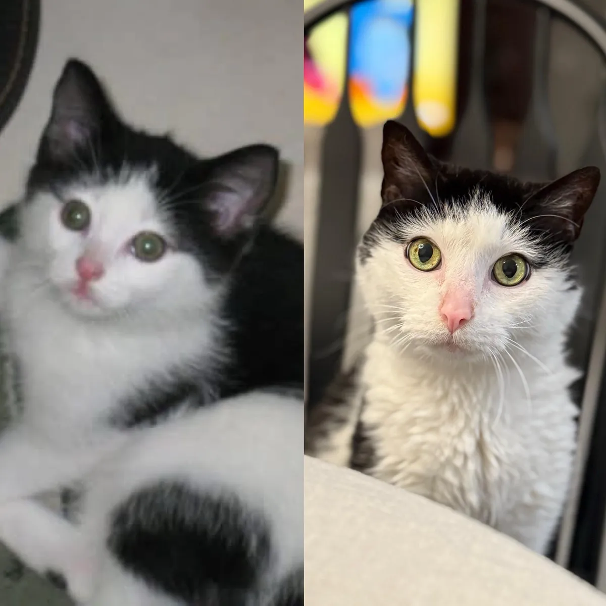 Dewey turns 16!! Happy birthday Dewey!