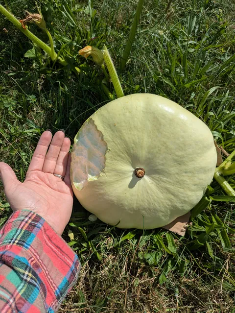 I didn't purposefully plant this guy, but I'm still mad that he's been eaten