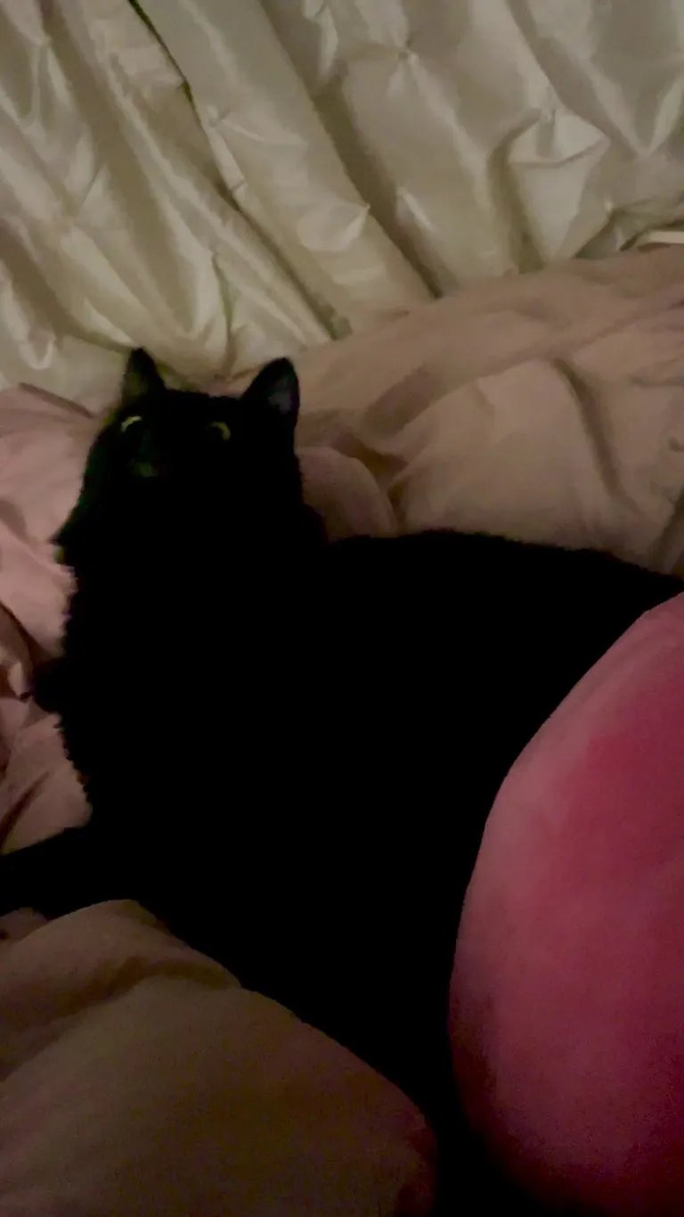 There’s a mosquito in the house…thank god  I have this fierce hunter to save me. 