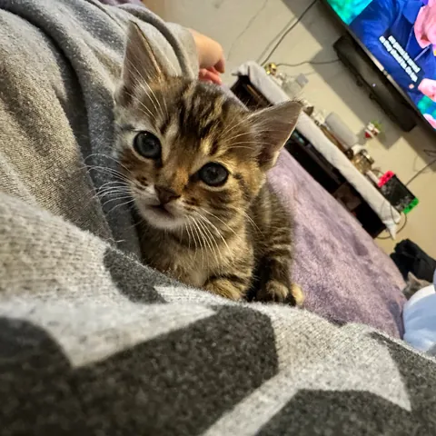 The way they look up at you with their whole heart