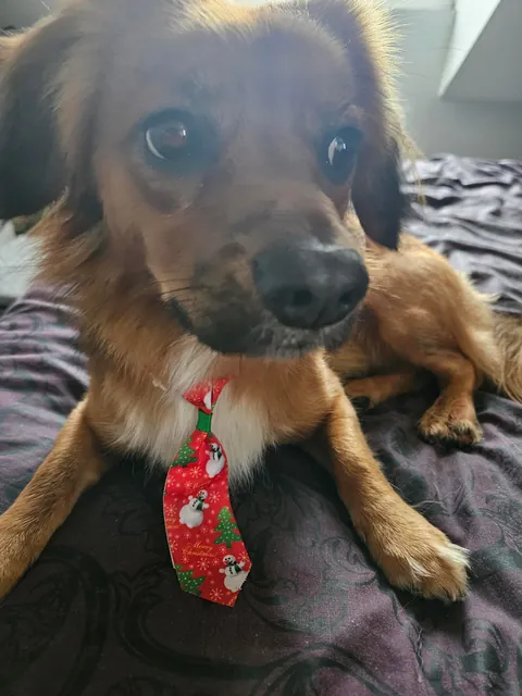 Kevin got given a Christmas tie from the groomers today