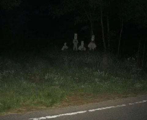 Stalked from the distance