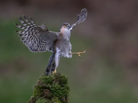 🔥🔥the Best funny nature pics