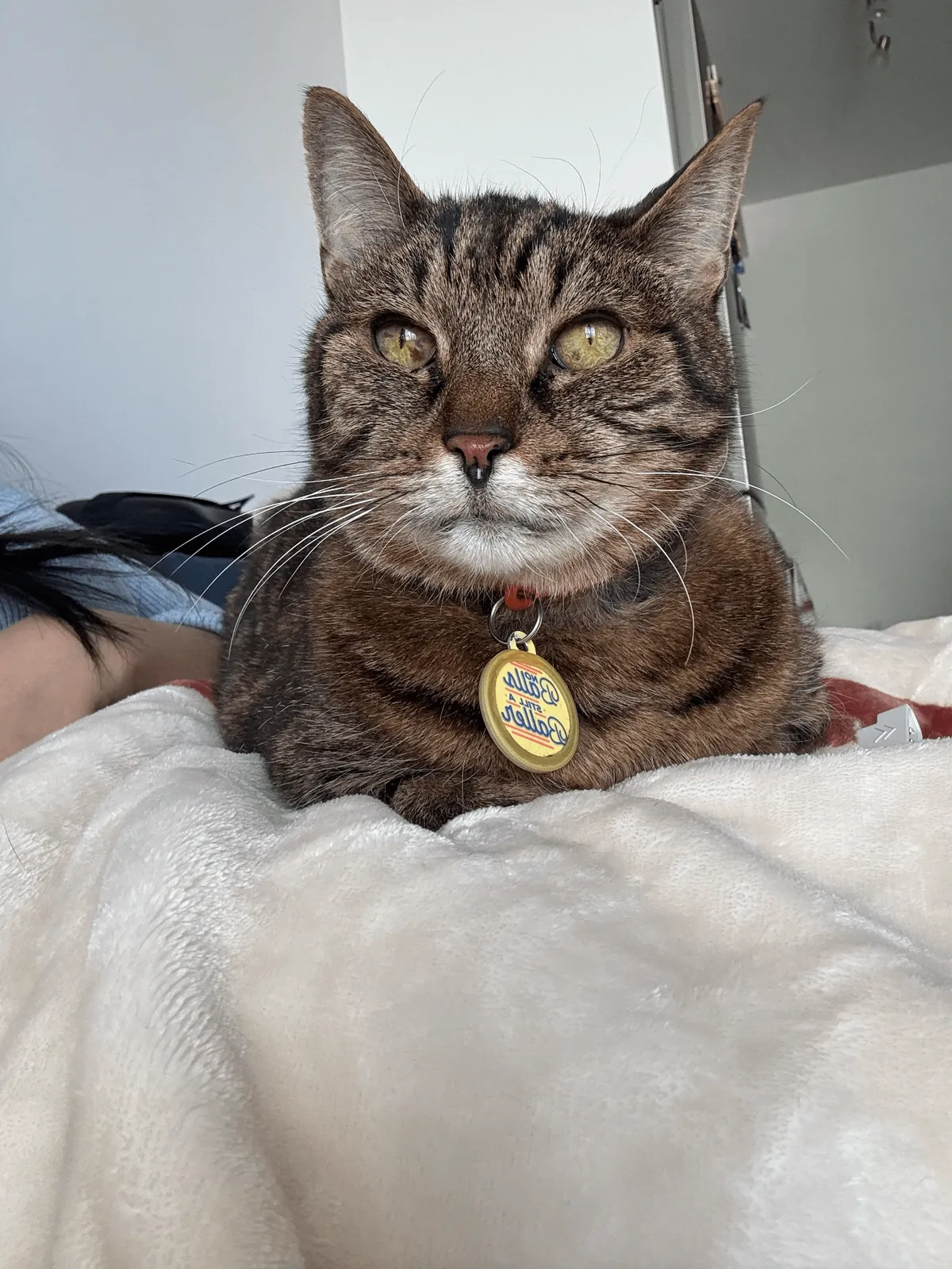 4 years after adoption... HE FINALLY SAT ON MY LAP AHHHH 🥹