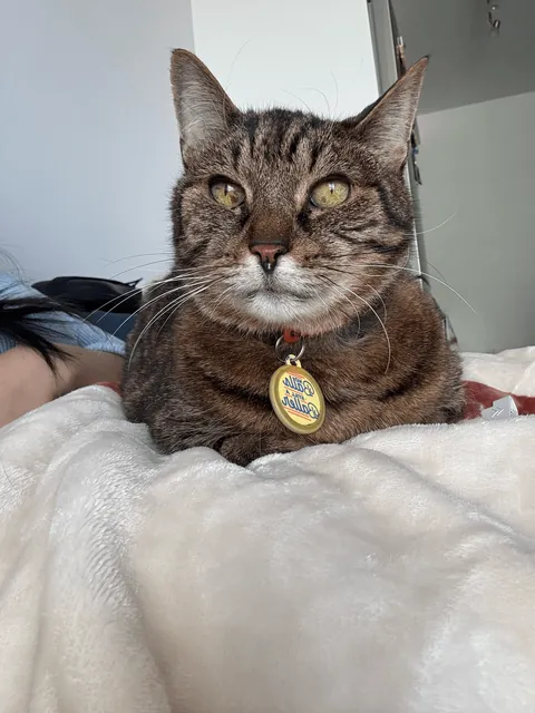 4 years after adoption... HE FINALLY SAT ON MY LAP AHHHH 🥹