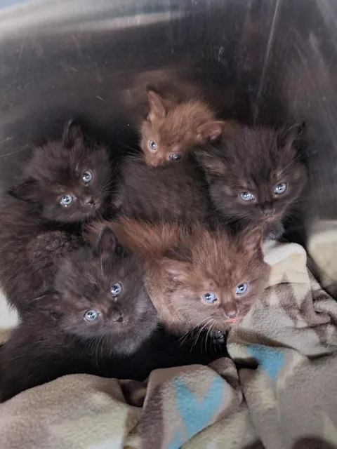 Litter of 5, all with blue eyes :)