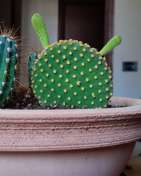 My dad's succulent has Shrek's ears