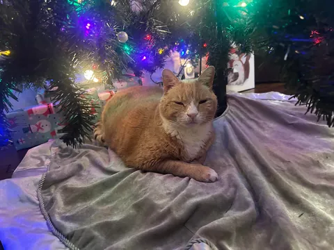 This is Pumpkin Q Kat. He is on hospice. He wants to know how many treats a day he should get?
