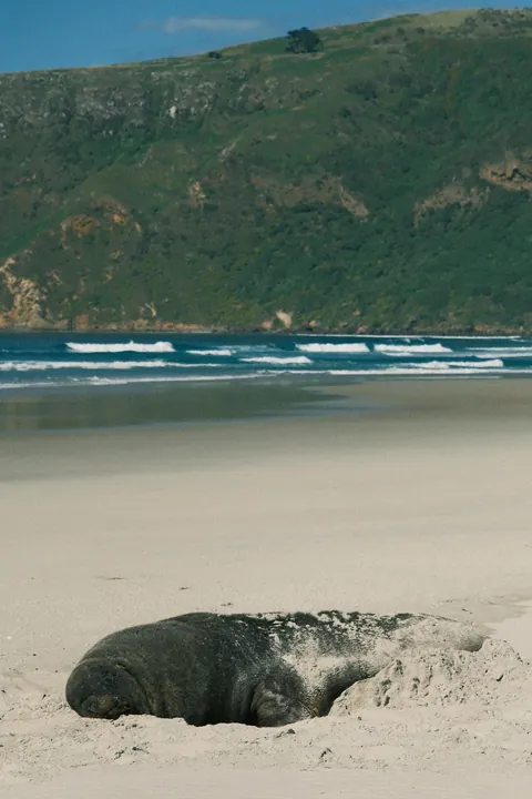 First days in New Zealand: The Catlins