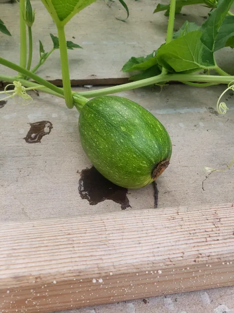 My first time planting a garden. Didn't have anyone to share these with. It's not much but I'm proud of it.