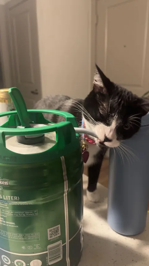 Getting a cat was my best decision