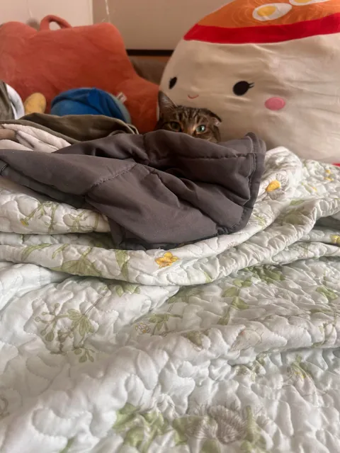 Do you ever just love your cat so much you cry??